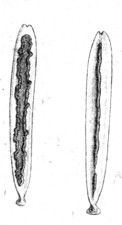 Anamorphe links, Teleomorphe rechts