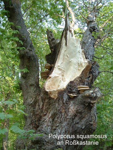 Polyporus squamosus an Roßkastanie